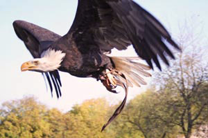 Greifvogelgehege bei Amelinghausen