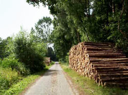 Waldweg in der Urlaubsregion